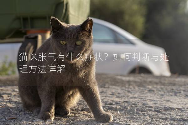 猫咪胀气有什么症状？如何判断与处理方法详解