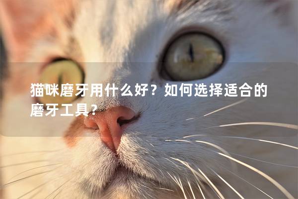 猫咪磨牙用什么好？如何选择适合的磨牙工具？